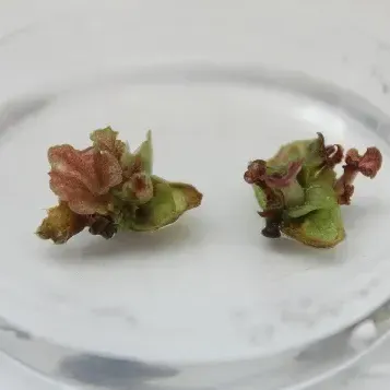 thumbnail for publication: A Beginner’s Guide to Begonias: Micropropagation and Tissue Culture